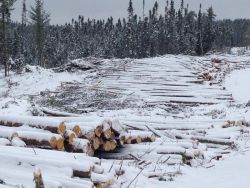 Clear-Cutting in the Portage Lake area on the territory of Barriere Lake Algonquins without consultation and community's consent