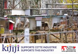 Kijiji Targeted by Animal Protectors