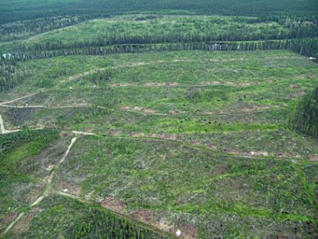 Clear-cutting in the Alberta Boreal forest. Opposition to the CBFA among First Nations is mounting.